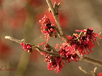 Hamamelis Diane 2015 02 07 3146